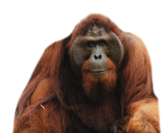 Long-Haired Orangutan Official Red Images PNG images