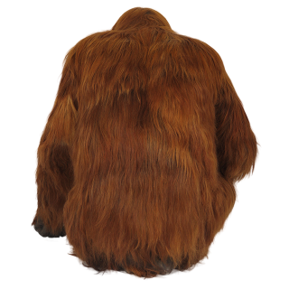 Looking Back Orangutan Picture PNG images