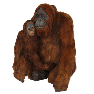 Mother Orangutans And Puppies Images PNG images