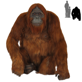 Old Orangutan Images Transparent Background PNG images