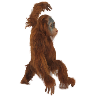 Orangutan Acrobatics Engaged In Short Photo PNG images