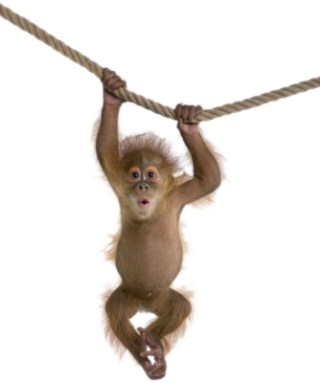 Orangutan Acrobatics Puppies Engaged In A Images PNG images
