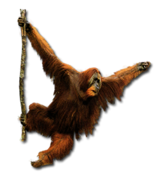 Orangutan Rambling Pictures PNG images