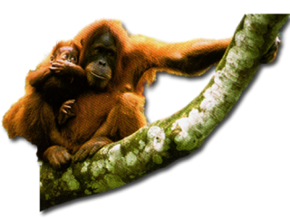 Orangutan Standing On A Tree Branch Images PNG images