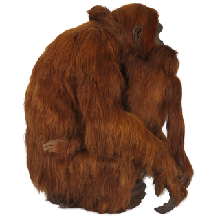 Picture Red Haired Orangutan PNG images