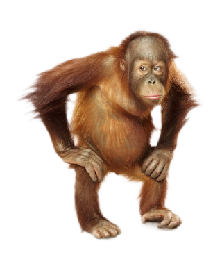 Puppies Hairless Orangutan Photos PNG images