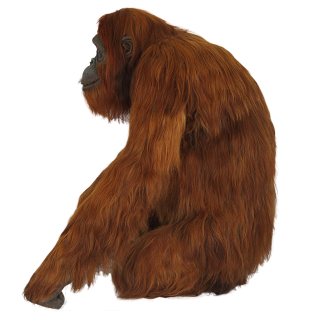 Red Orangutan Standing To The Side Image PNG images