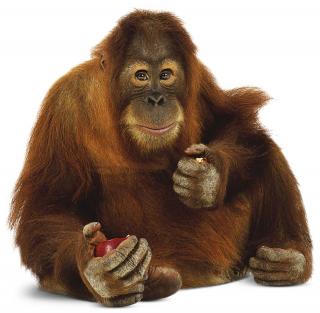 Smoking Orangutan Background Images PNG images