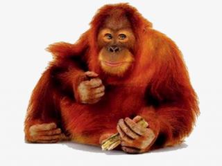 The Red Side Facing Orangutan Pictures Image PNG images