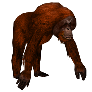 Transparent Background And Terrible Wild Orangutan PNG images