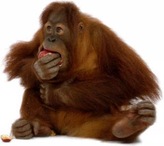 Who Is Hungry Orangutan Pictures PNG images