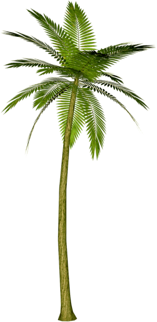 Green Palm Tree Png PNG images