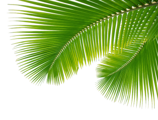 Palm Leaf, Leaves Png PNG images