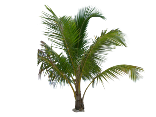 Palm Leaf Png PNG images