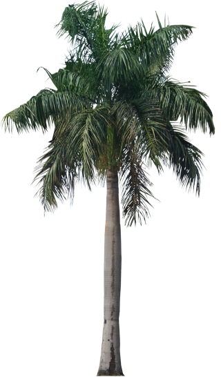 palm tree vector png