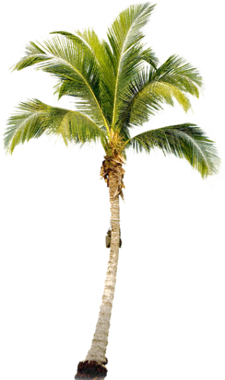 Palm Tree Transparent Image PNG images