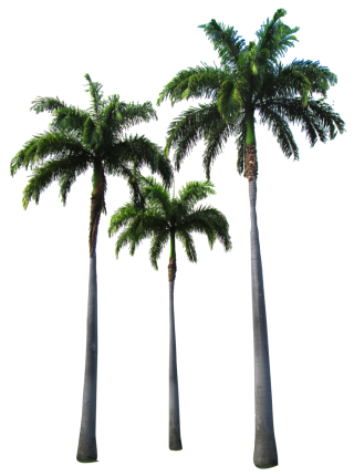 Palm PNG, Palm Transparent Background - FreeIconsPNG