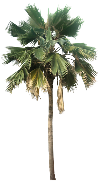 Palm PNG, Palm Transparent Background - FreeIconsPNG