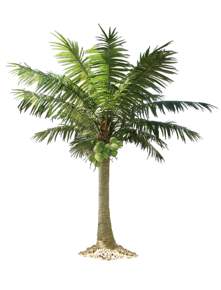 Free Download Palm Tree Png Images PNG images