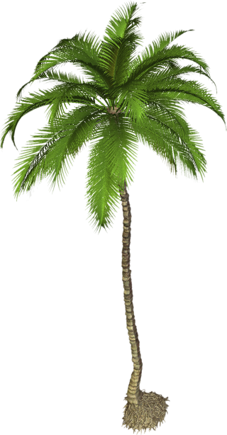 Free Images Clipart Best Palm Tree PNG images