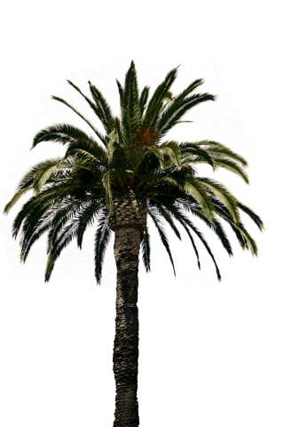 Clipart Palm Tree Collection Png PNG images