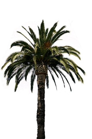 Palm Trees png download - 1630*2000 - Free Transparent Cactus And