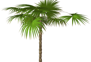 Palm Tree Transparent Background Png PNG images