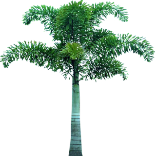 Palm Tree In Png PNG images
