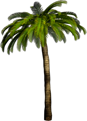High Resolution Palm Tree Png Clipart PNG images