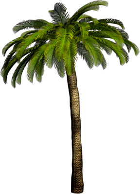 Palm Trees png download - 1630*2000 - Free Transparent Cactus And