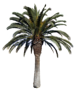 Transparent Palm Tree Background PNG images