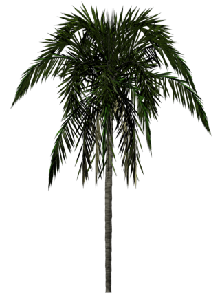 Clipart Download Png Palm Tree PNG images