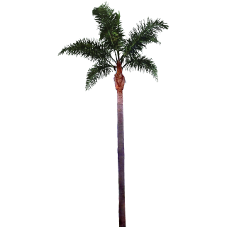 Palm Tree Images Best Clipart Free PNG images