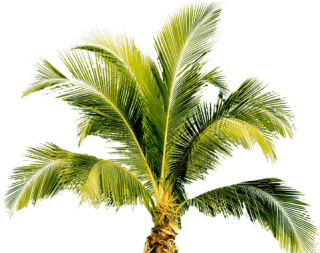 palm tree vector png