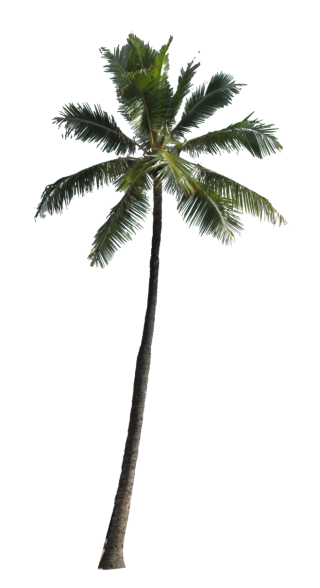 Palm Tree Png Available In Different Size PNG images