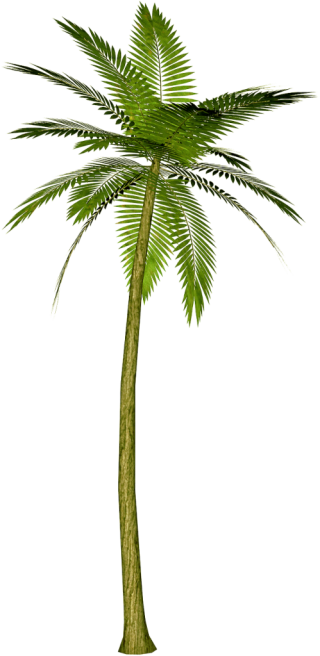 Palm Tree Clip Art PNG images