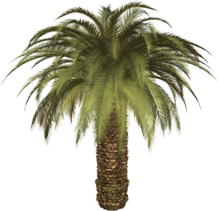 Png Format Images Of Palm Tree PNG images