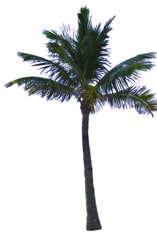Palm Tree Png Available In Different Size PNG images