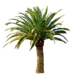 Palm Tree Png Photo PNG images