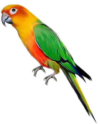 Vector Download Parrot Png Free PNG images