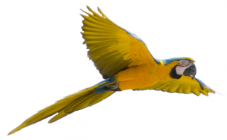 Browse And Download Parrot Png Pictures PNG images