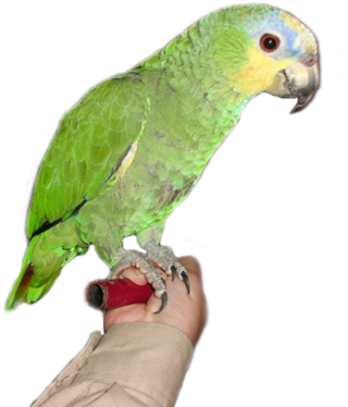 Browse And Download Parrot Png Pictures PNG images