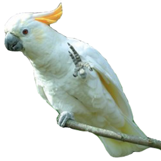 PNG Parrot Photo PNG images