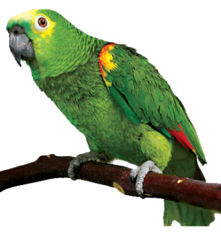 PNG Parrot HD PNG images