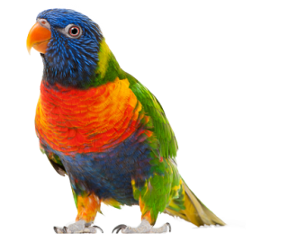 Parrot Pic PNG PNG images