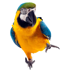 Parrot Picture Download PNG images