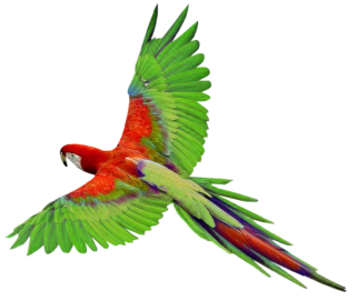 Parrot In Png PNG images