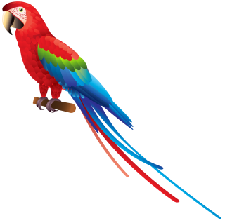 Parrot Art Clip PNG images