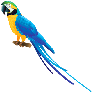 Png Clipart Collection Parrot PNG images