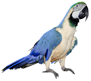 Parrot Png Clipart Collection PNG images